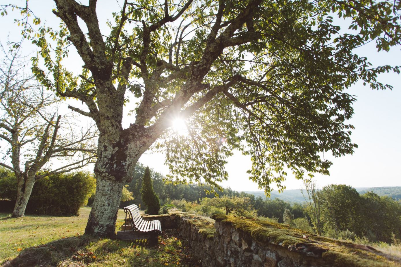 Chêne centenaire au soleil couchant